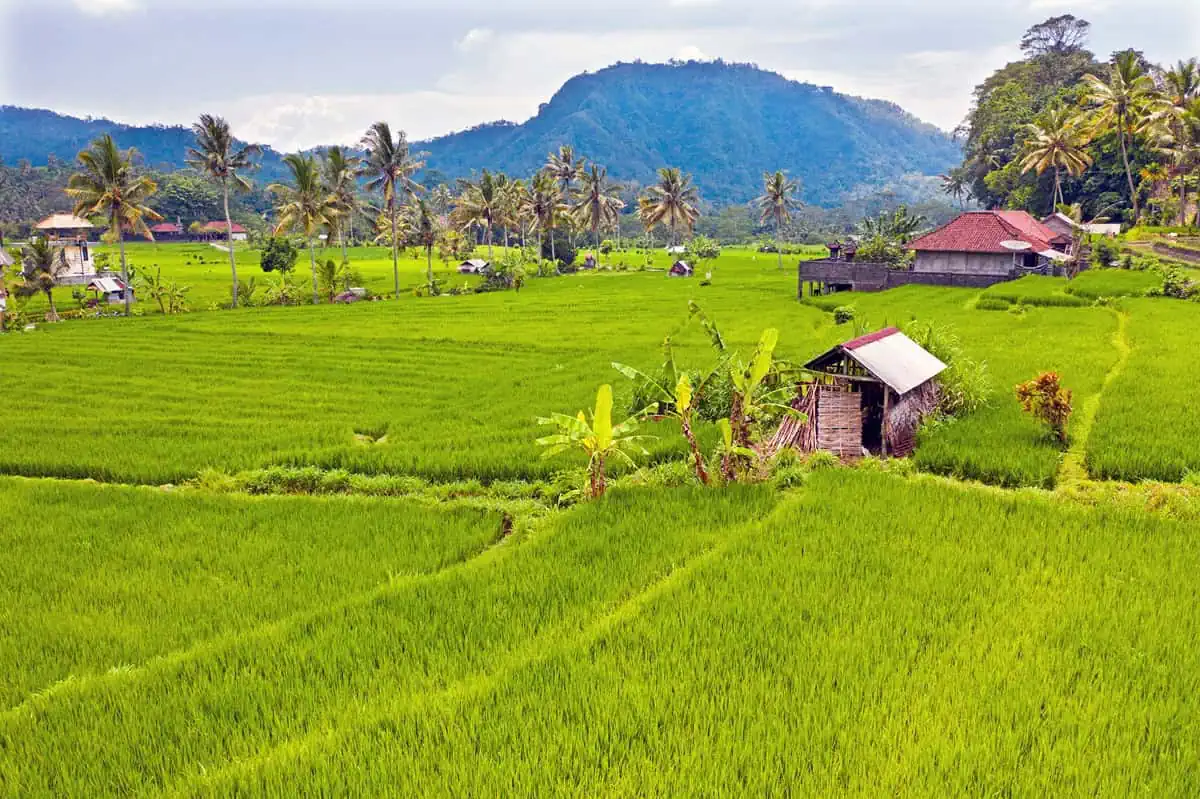 1 Day Ubud Itinerary: Unveiling Bali's Hidden Gems with Thrilling Adventures - Travel Dudes
