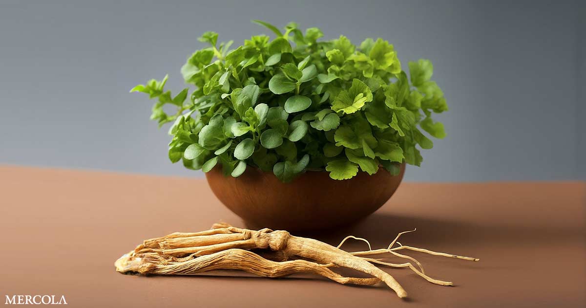 Boost Your Memory and Focus With These 5 Nootropic Herbs