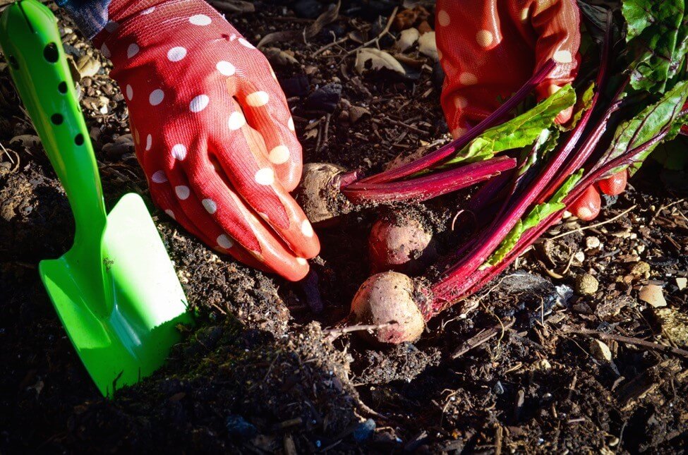 Healthy Soil Boosts a Healthy Gut - Sharon Palmer, The Plant Powered Dietitian