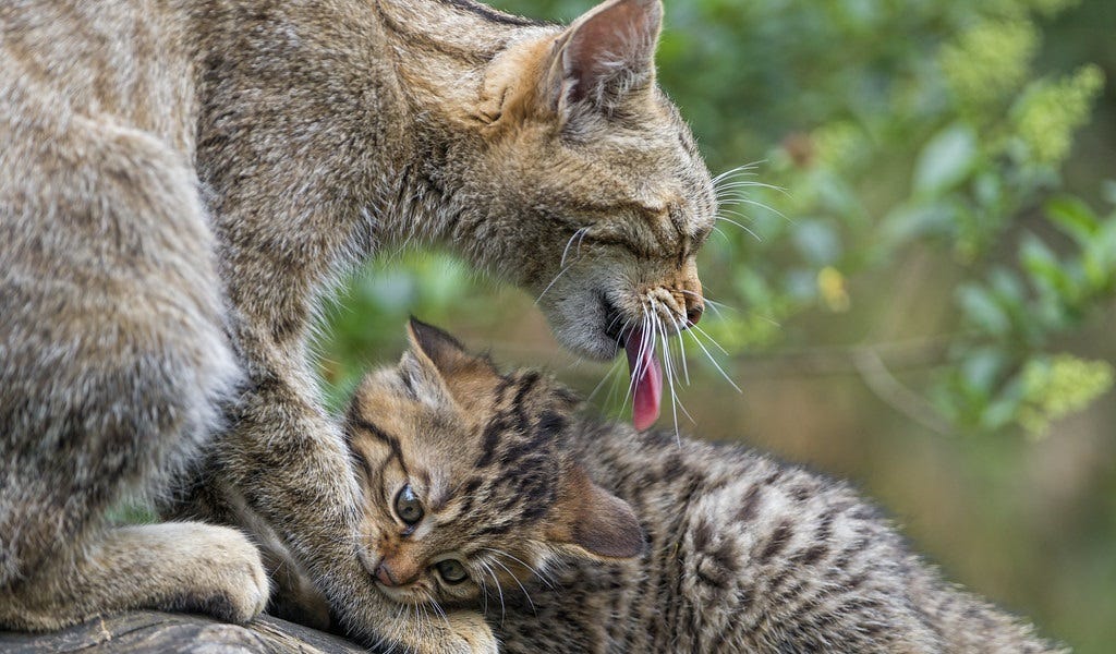 Jan 6 Cop Michael Fanone Called Trump 'Authoritarian,' So A Patriot Terrorized Fanone's Mom