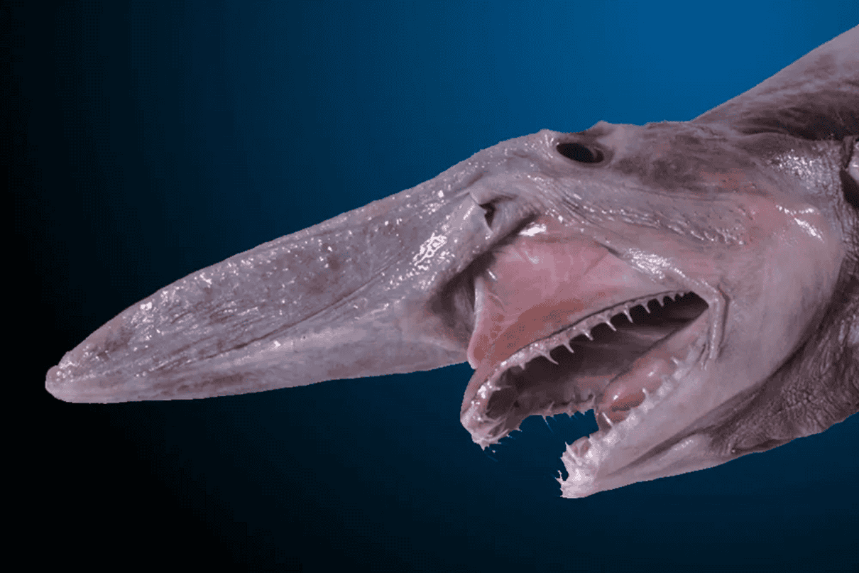 11 Extraordinary Sharks That Live in Deep Sea Waters
