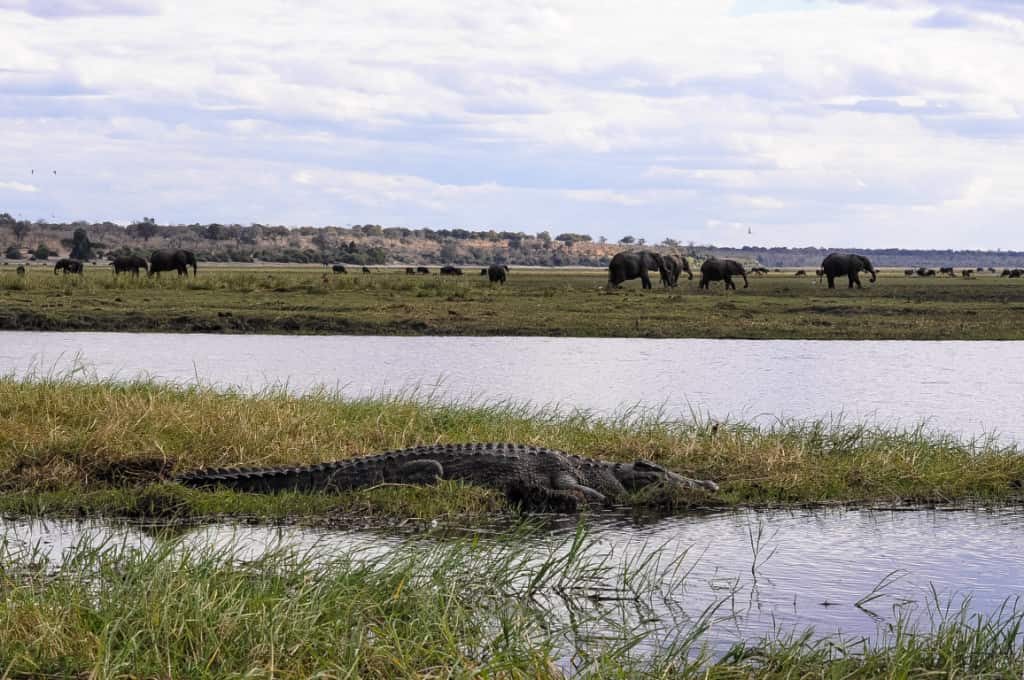 A Thrilling Day Trip to Chobe National Park, Botswana - Travel Dudes