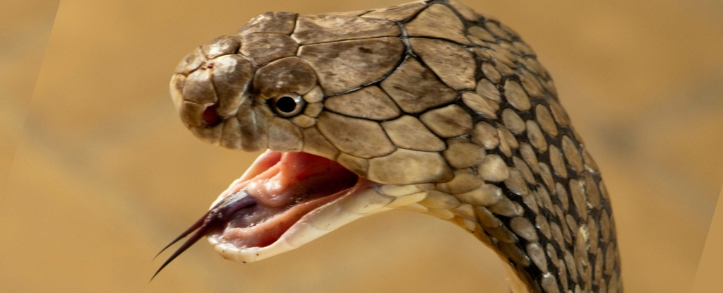 Blood Thinner Can Treat Flesh-Eating Cobra Venom, Scientists Discover