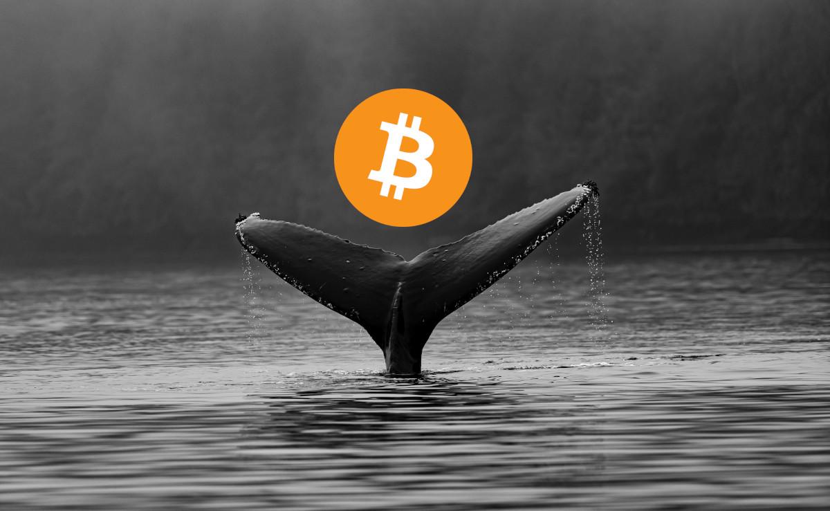 Crypto Whale Tracker: Track What Crypto Whales Are Buying - CoinCheckup
