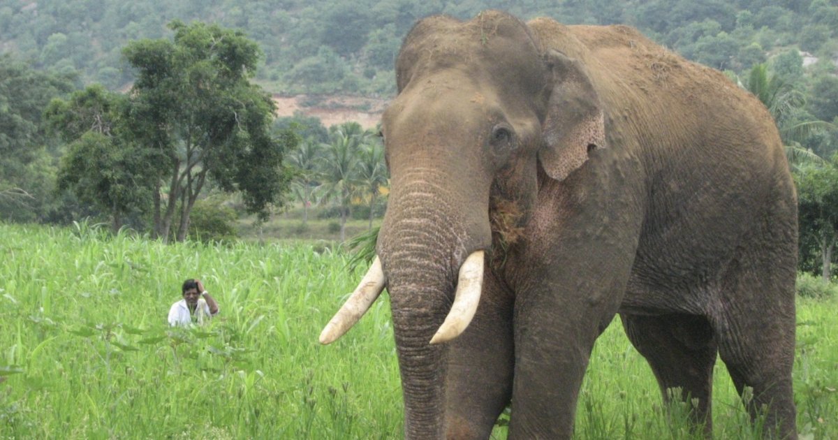Guardians of the night: Conservation dogs fostering human-elephant coexistence