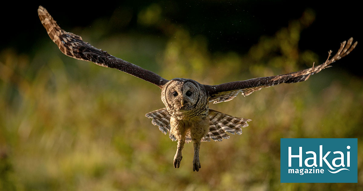 The Owls Who Came From Away | Hakai Magazine
