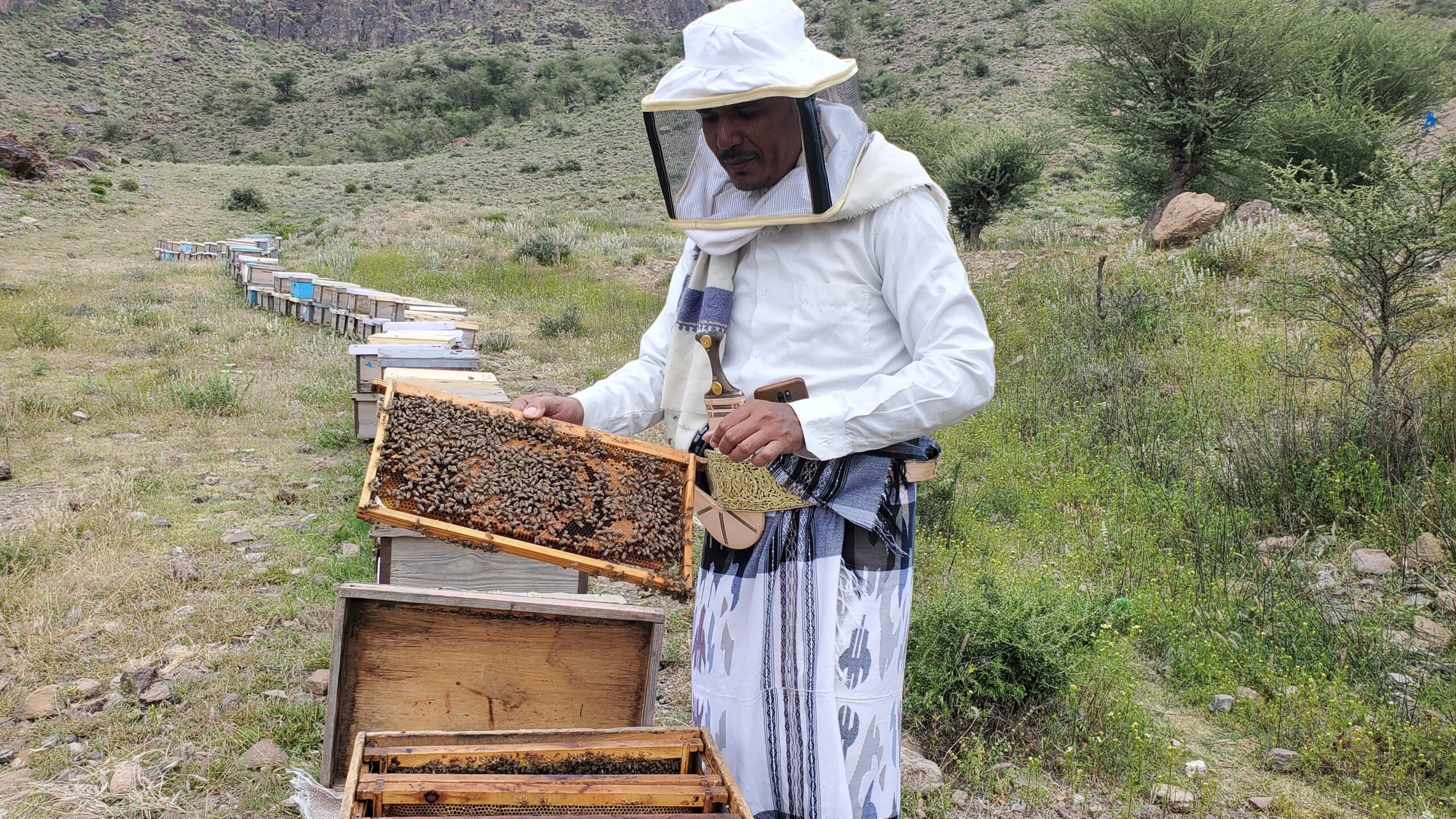Yemen’s drug growers sour prized Sidr honey trade