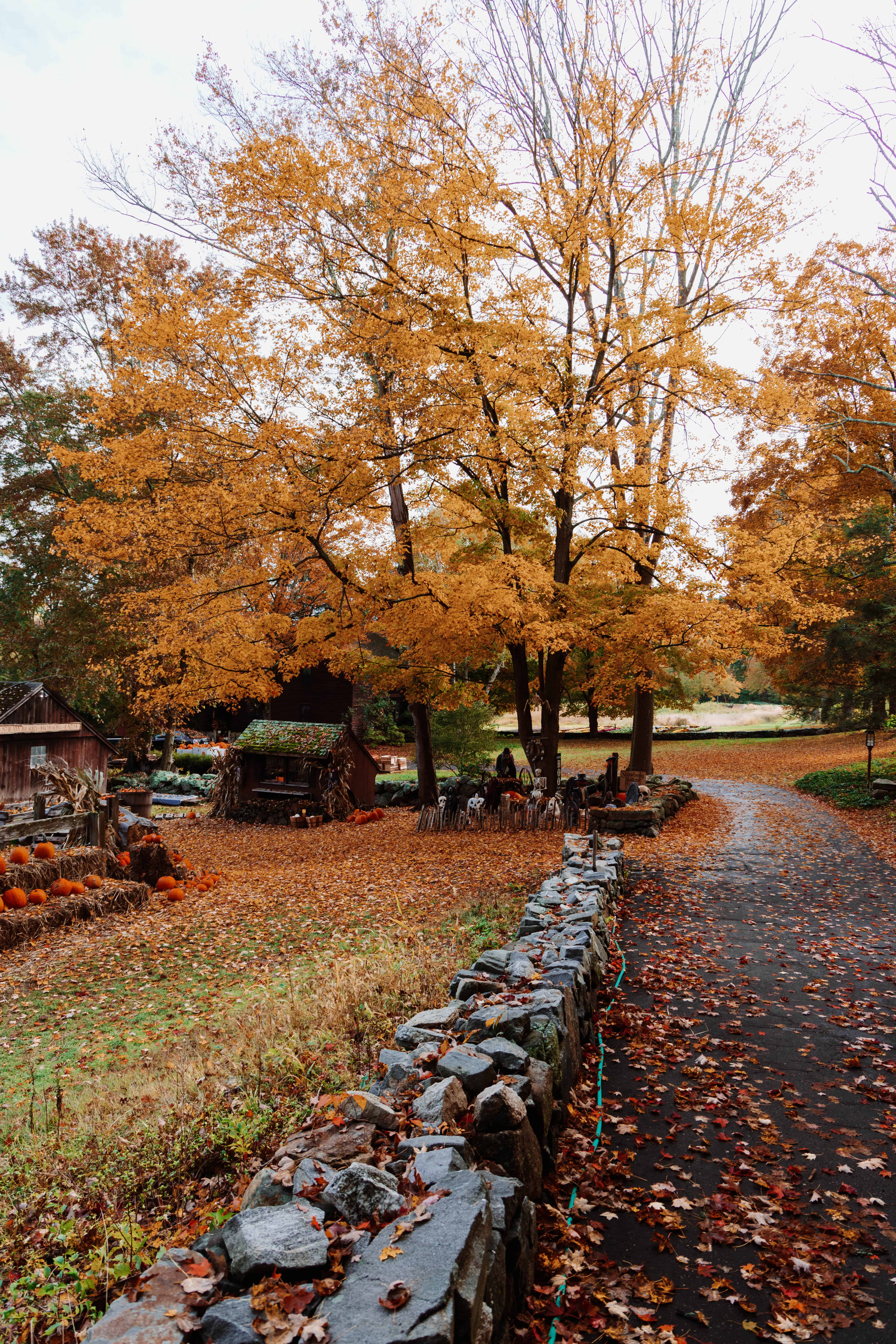 New England Fall Foliage Forecast Prediction for 2024