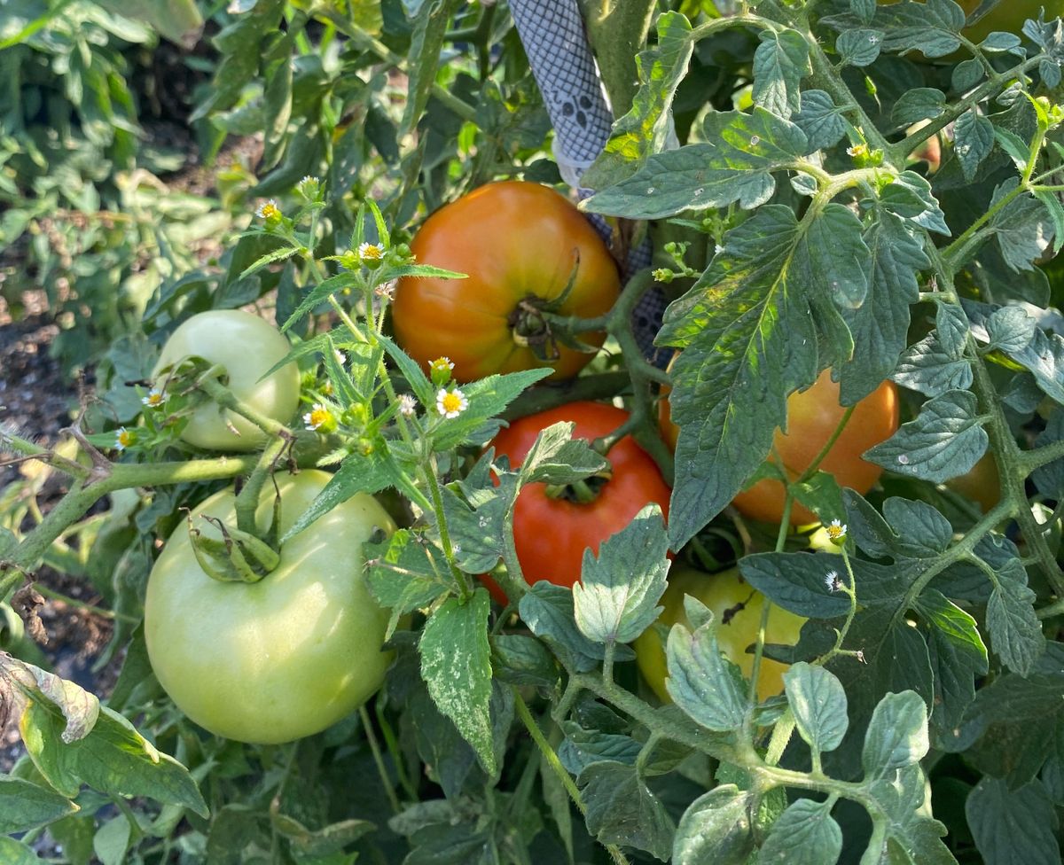 Use These Tomato Care Tips for the Best Homegrown Tomatoes