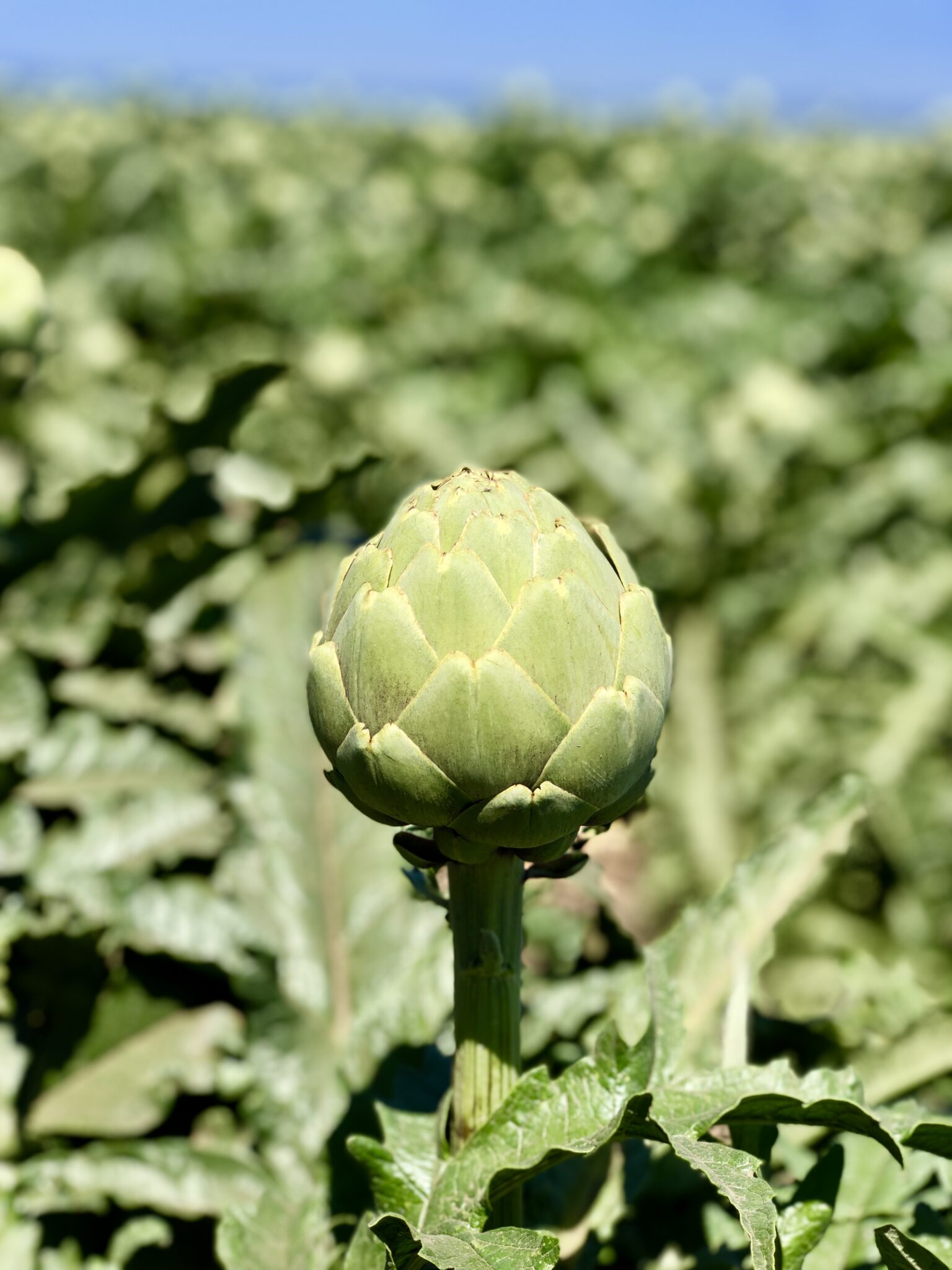 4 Tips for Eating Organic on a Budget - Sharon Palmer, The Plant Powered Dietitian