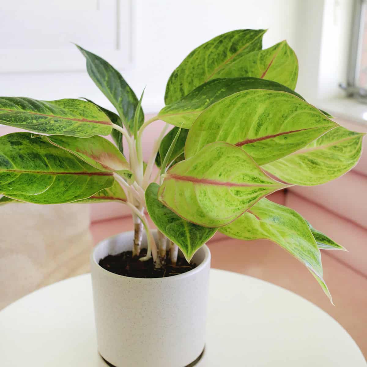 How to grow and care for Aglaonema-Chinese Evergreen