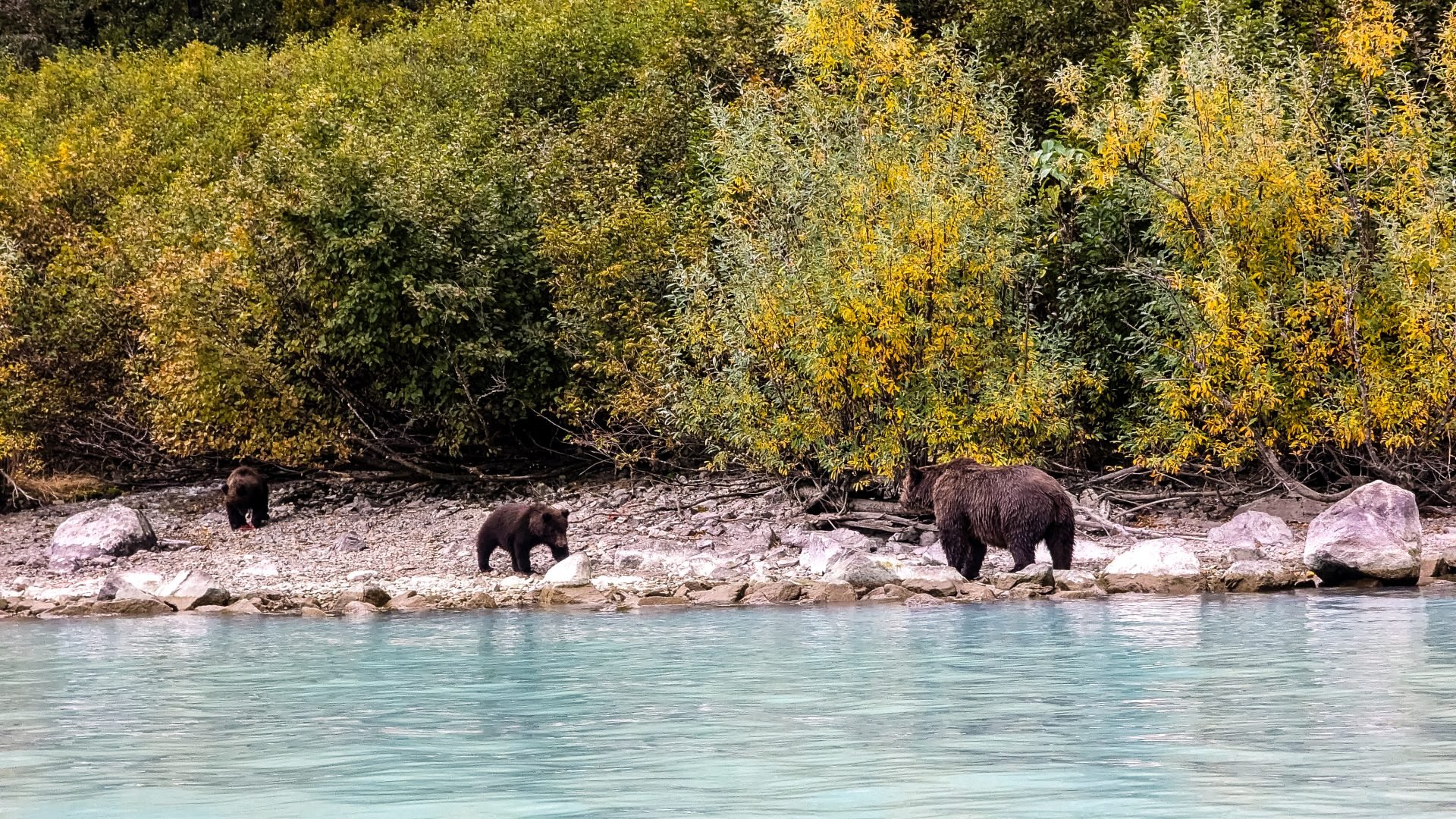 Bear with cubs at the Redoubt Mountain Lodge in the Lake Clark National Park and Preserve in Alaska.