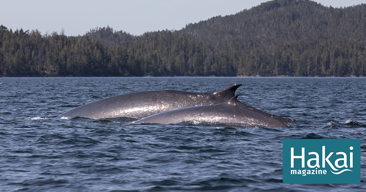 The Coming Collision Between Whales and Tankers on British Columbia’s Coast | Hakai Magazine
