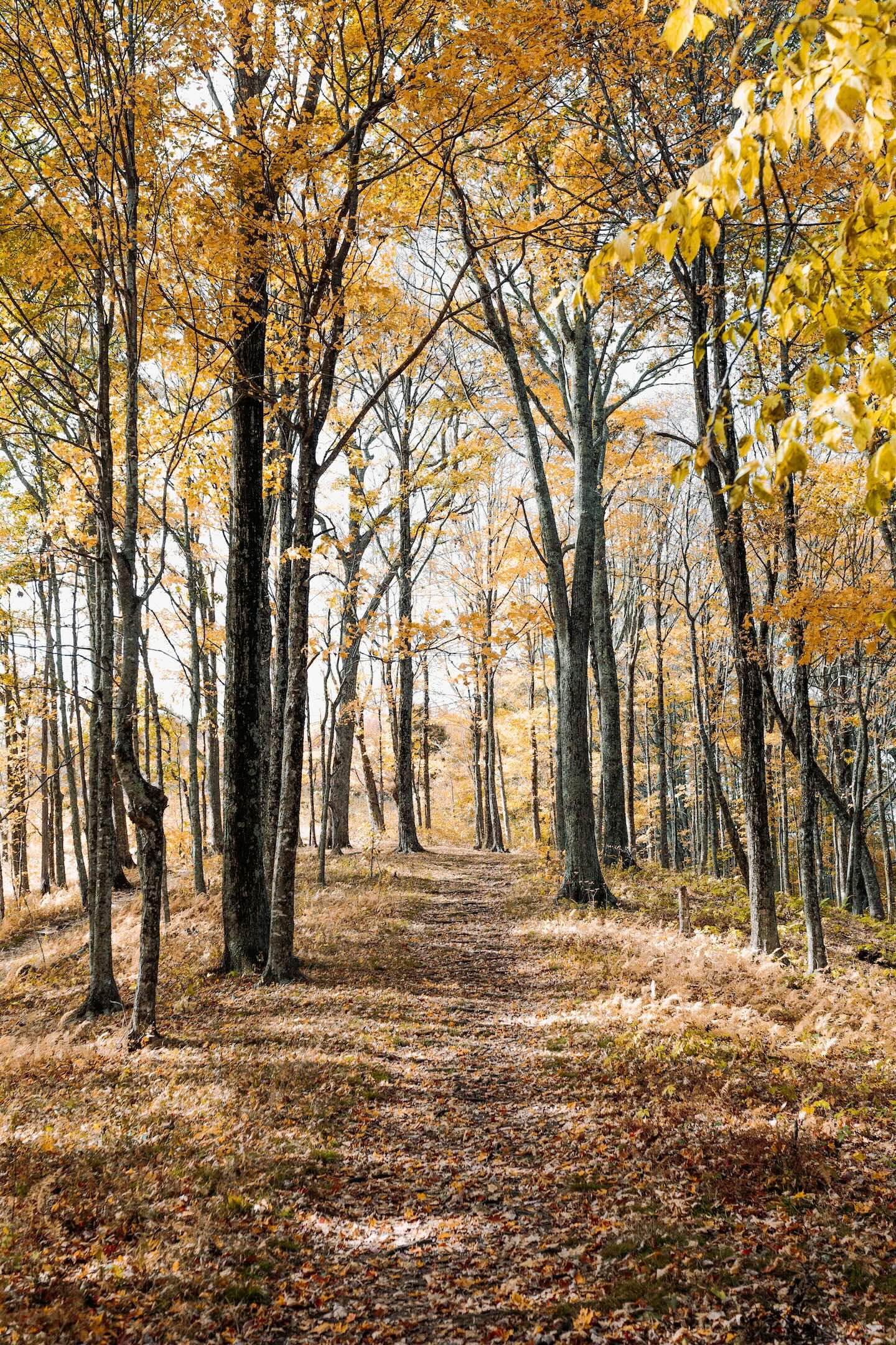 The Ultimate Fall To-Do List (No Apple Picking or Pumpkin Spice Lattes Necessary)