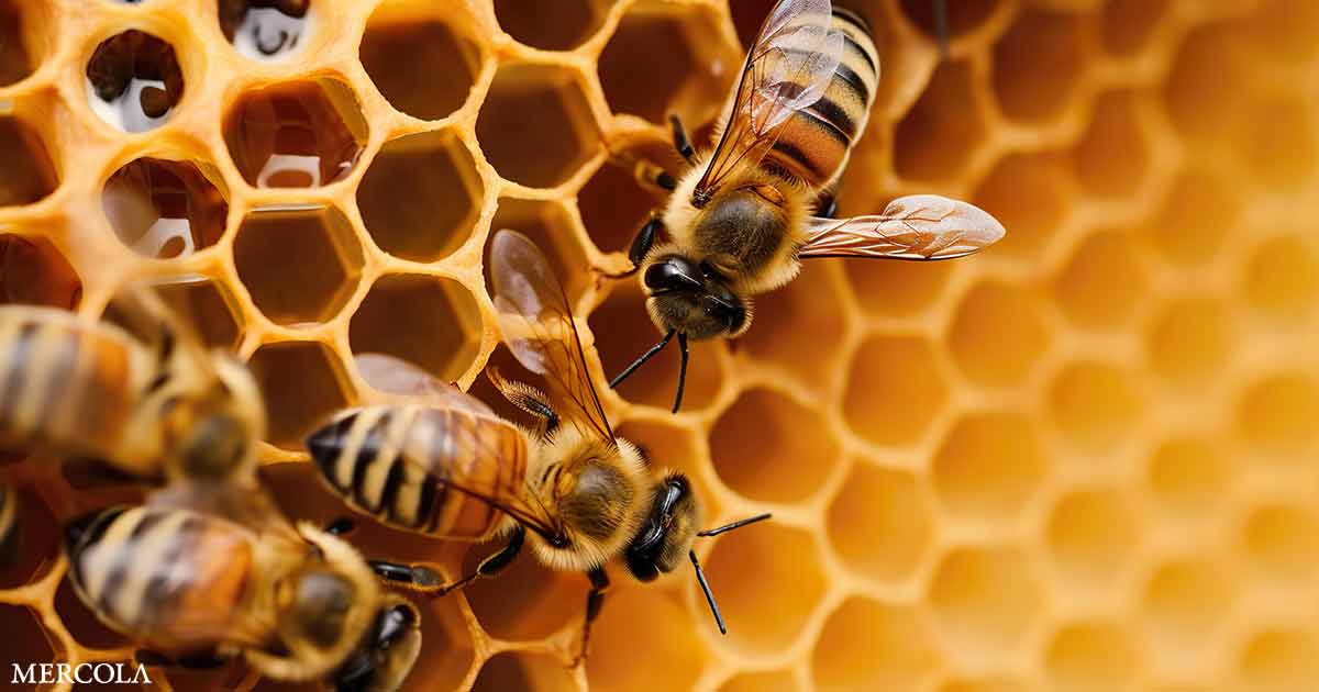 What's Killing Honeybee Colonies?
