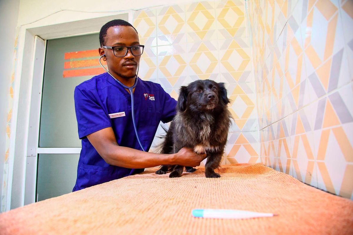 When your pet suffers from cancer
