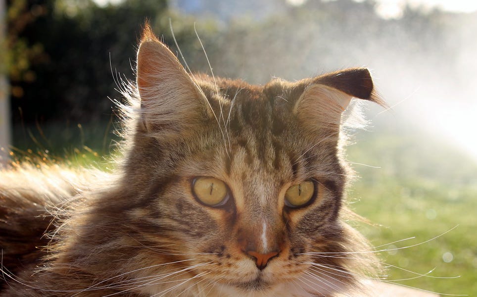 With A Month To Go, Which Democrats Need My Money Most?