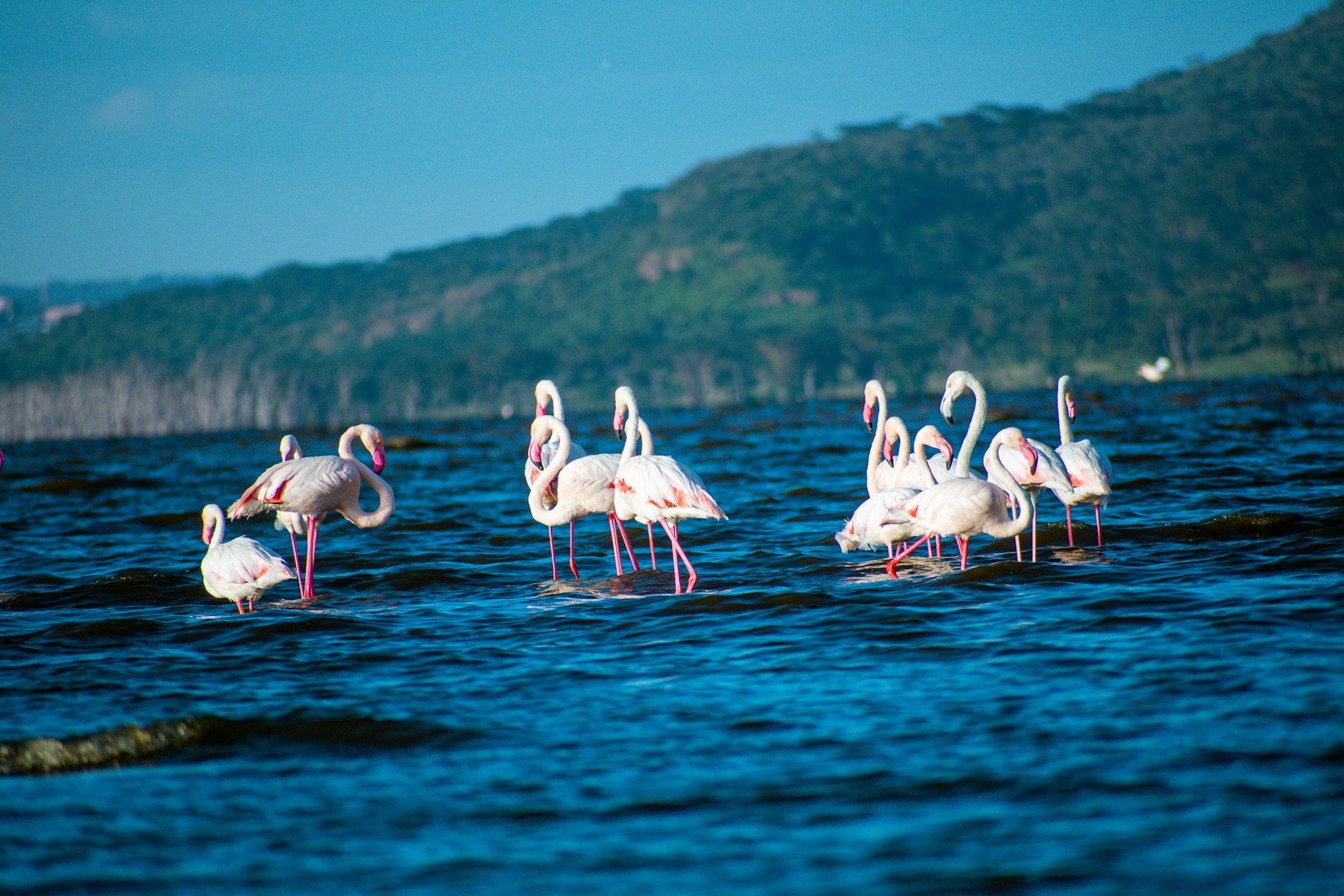Lake Nakuru National Park, Nakuru, Kenya