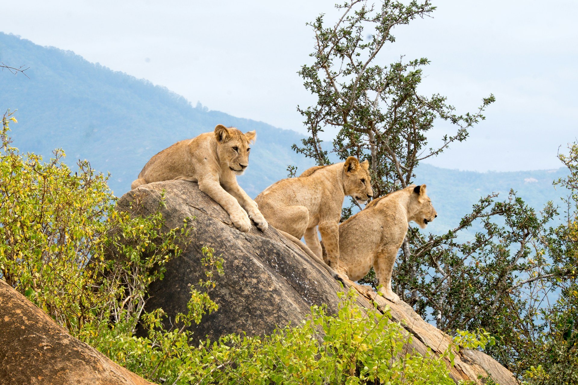 A Guide to Visiting Tsavo National Park in Kenya - Travel Dudes
