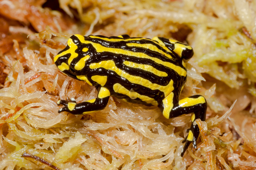 Southern-Corroboree-Frog