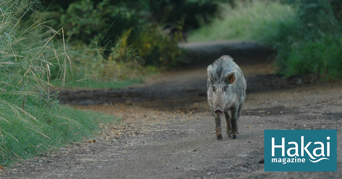 Islands of the Feral Pigs | Hakai Magazine