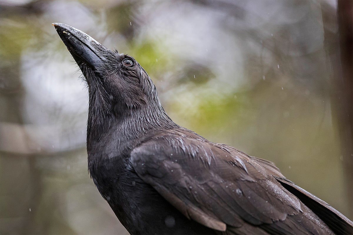 Hawaiian Crow, a ‘Guide of Souls,’ Is Reintroduced to the Wild