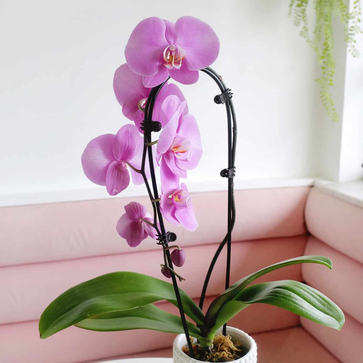 How to Care For Orchids