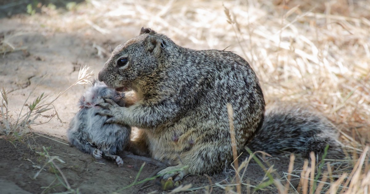 Blob-headed fish, meat-eating squirrels, and other fascinating science stories from 2024