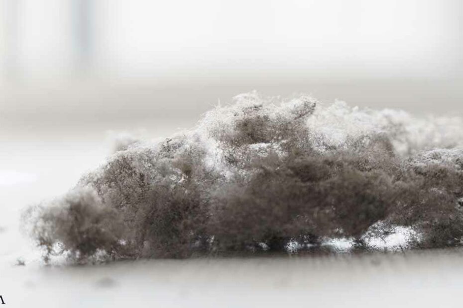 How Dust Mites Cause Asthma Attacks