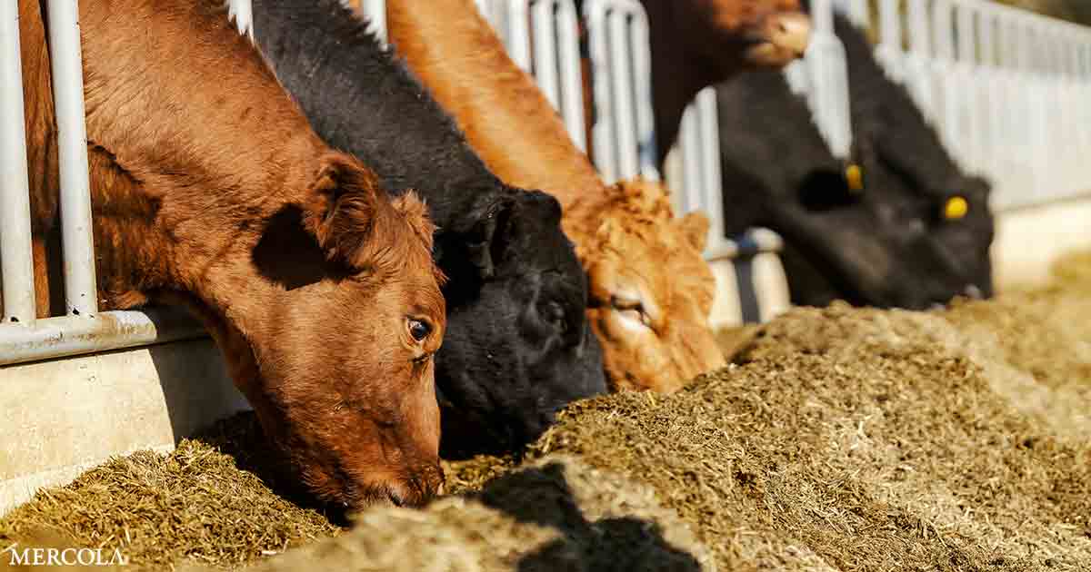 Methane Emission-Reducing Drug Lacks Safety Testing