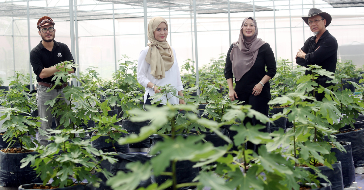 This M’sian family of architects started a fig biz from home, now they run a two-acre farm