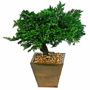 Preserved Monterey Juniper 8" Bonsai Tree (Preserved - Not a Living Tree)