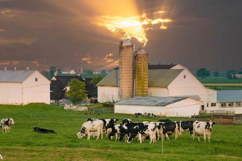 Amish Farmer Fights for Food Freedom