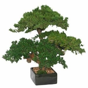 Preserved Monterey Juniper Triple Trunk Bonsai Tree (Preserved - Not a Living Tree)