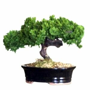 Preserved Monterey Juniper Single Trunk Bonsai Tree  (Preserved - Not a Living Tree)