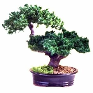Preserved Monterey Juniper Double Trunk Bonsai Tree  (Preserved - Not a Living Tree)