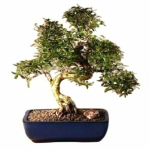 Chinese Flowering White Serissa Bonsai Tree Of A Thousand Stars. Curved Trunk Style Extra Large Serissa Japonica