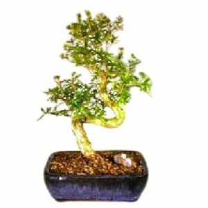 Chinese Flowering White Serissa. Tree of a Thousand Stars. Medium Curved Trunk Style Serissa Japonica