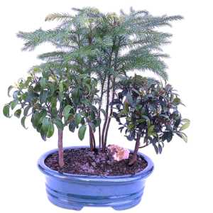 Dish Garden. Three Beautiful Bonsai Trees. Lovely Gift