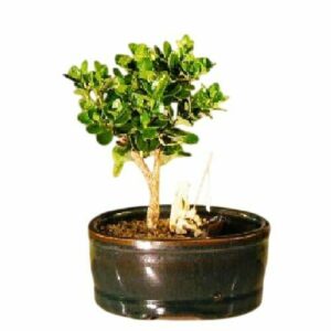 Flowering Dwarf Plum Bonsai Tree Land/Water Pot Small Carissa Macrocarpa