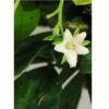 Flowering Fukien Tea Bonsai Tree. Three Tree Forest Group Aged Large Ehretia Microphylla - Image 2
