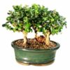 Flowering Fukien Tea Bonsai Tree. Three Tree Forest Group Aged Large Ehretia Microphylla
