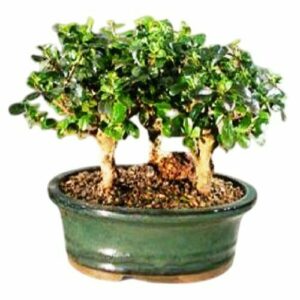 Flowering Fukien Tea Bonsai Tree. Three Tree Forest Group Aged Large Ehretia Microphylla