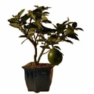 Flowering Lemon Bonsai Tree Meyer Lemon Best Gift