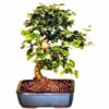Flowering Ligustrum Bonsai Tree with Curved Trunk. Medium Ligustrum Lucidum