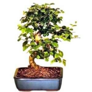 Flowering Ligustrum Bonsai Tree with Curved Trunk. Medium Ligustrum Lucidum