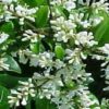 Flowering Ligustrum Bonsai Tree. Large Curved Trunk Style Ligustrum Lucidum - Image 3