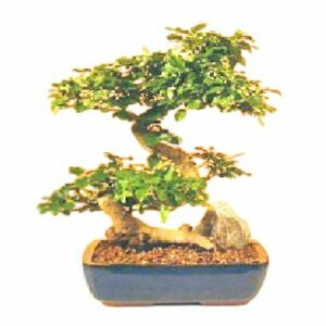 Flowering Ligustrum Bonsai Tree. Large Curved Trunk Style Ligustrum Lucidum
