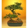 Flowering Ligustrum Bonsai Tree. Large Curved Trunk Style Ligustrum Lucidum - Image 2