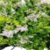 Flowering Ligustrum Bonsai Tree with Curved Trunk. Medium Ligustrum Lucidum - Image 2